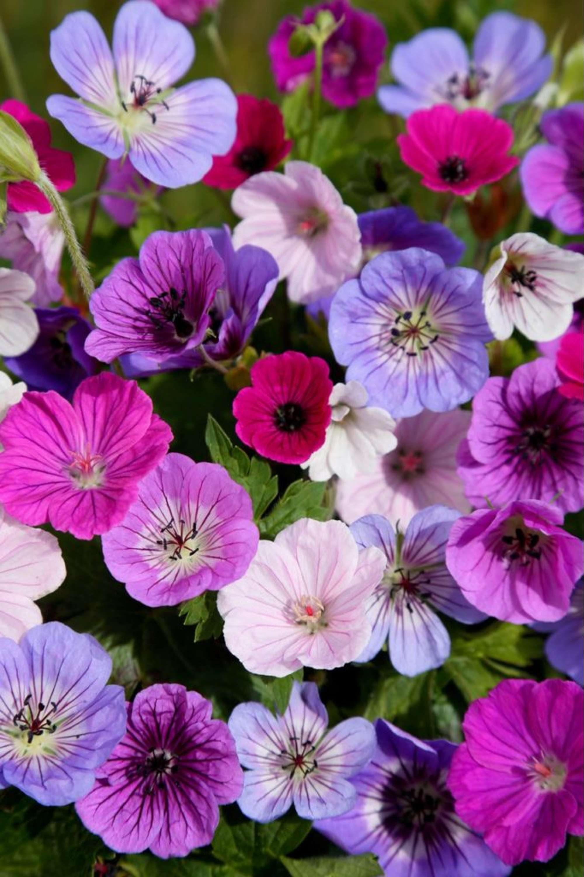 Praktnäva 'Breeders Mix'